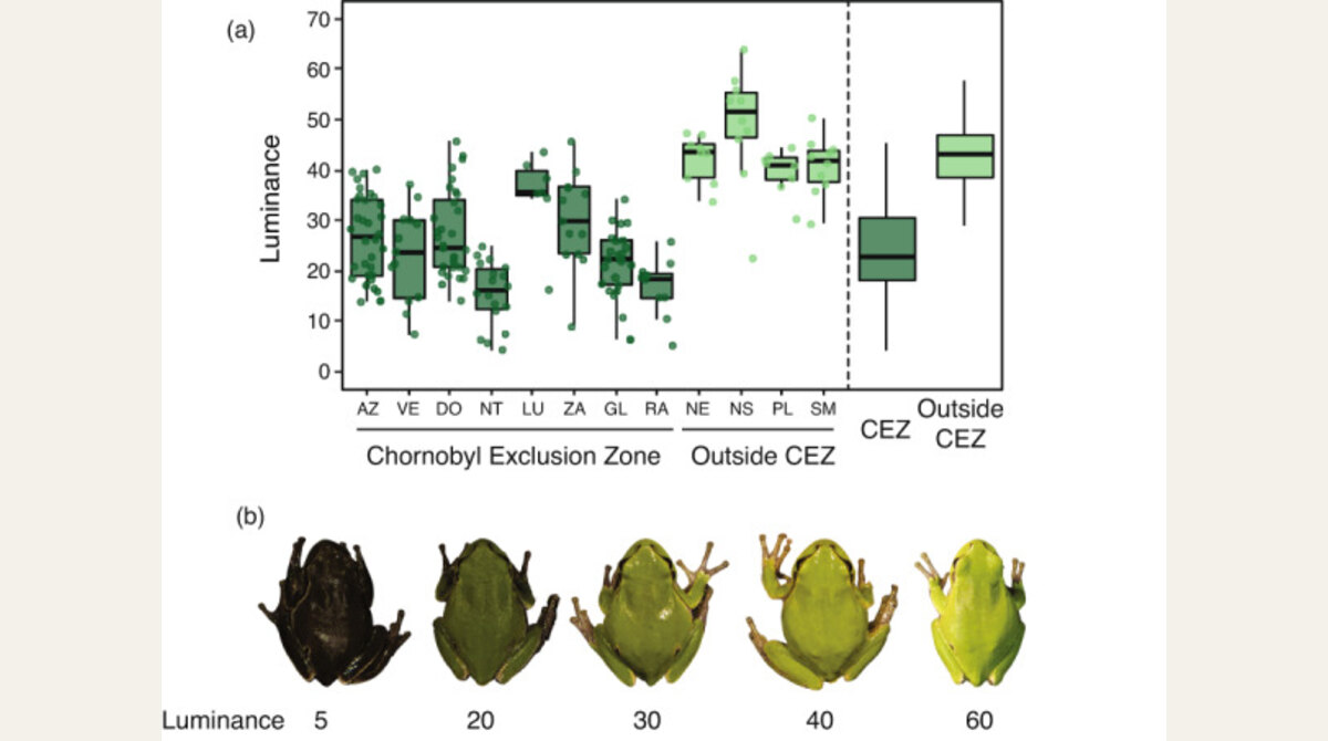 Scientific figure showing Chornobyl tree frog color variation from dark to green