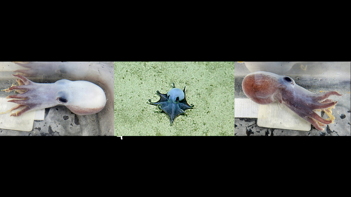 Microeledone galapagensis, a tiny blue octopus, resting on sandy sediment at roughly 1,773 meters depth near Darwin Island in the Galapagos