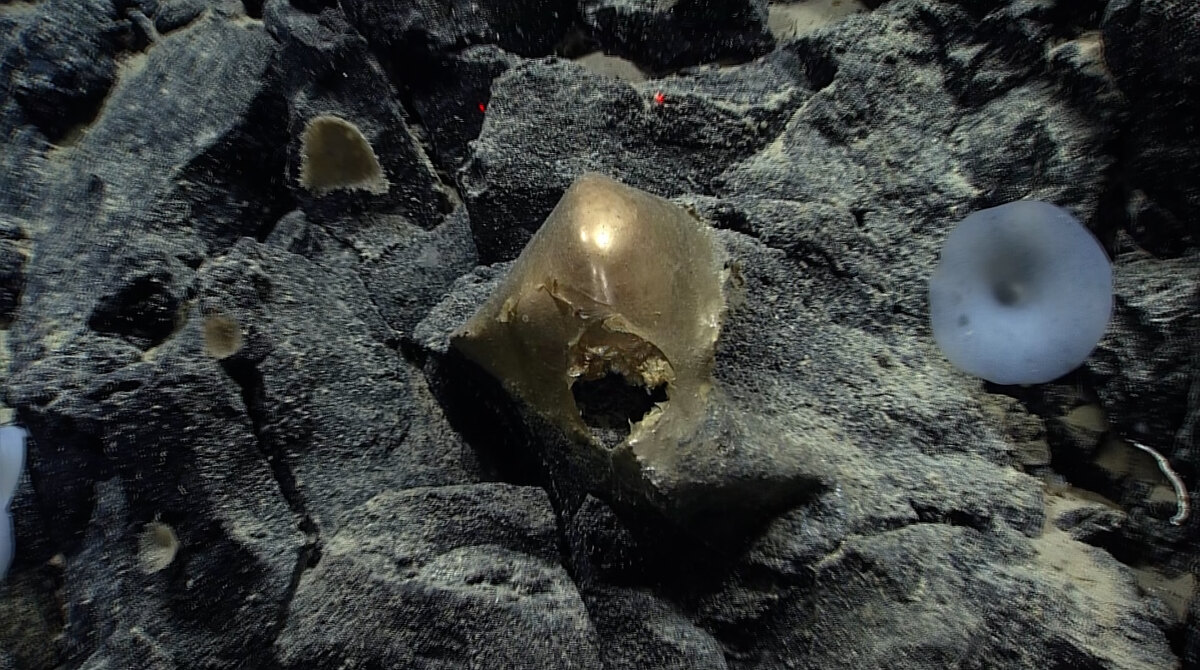 NOAA deep-sea expedition image showing the mysterious golden orb collected near Alaska