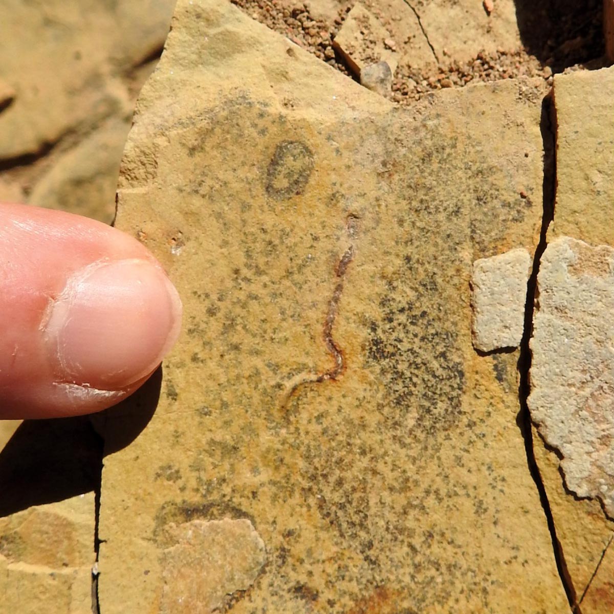 Intertwined filaments in a 540-million-year-old microfossil from the Tamengo Formation in Mato Grosso do Sul, Brazil, identified as fossilized bacterial and algal communities
