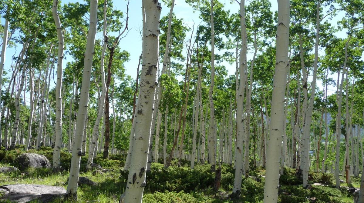 A summer view of the Pando aspen grove on Fishlake National Forest