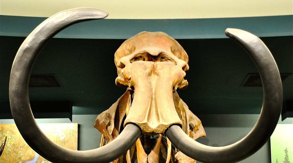 A mammoth skeleton on display at the Smithsonian National Museum of Natural History