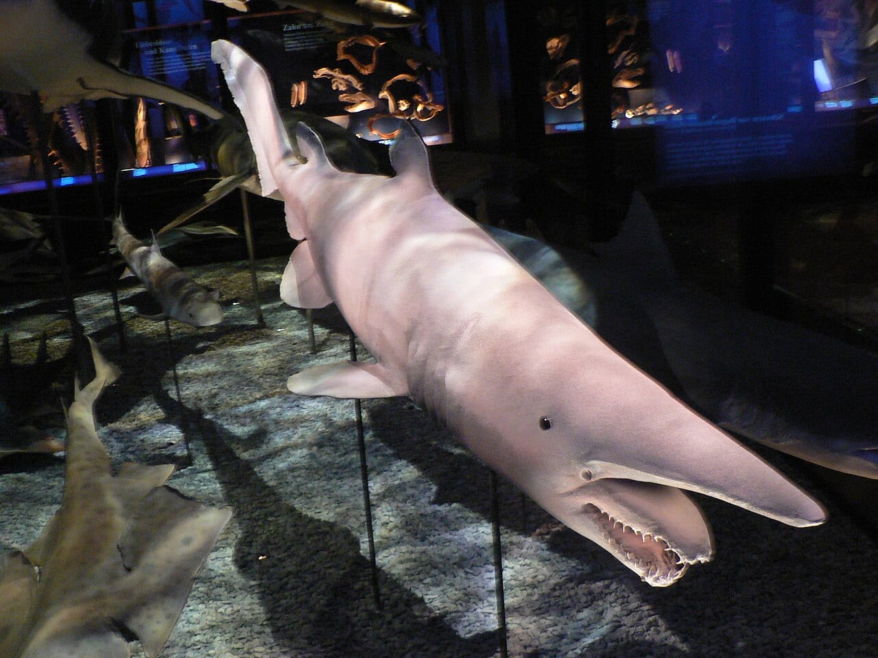 Preserved goblin shark specimen at the Natural History Museum in Vienna, showing the distinctive long flattened snout and projecting jaw with needle-like teeth