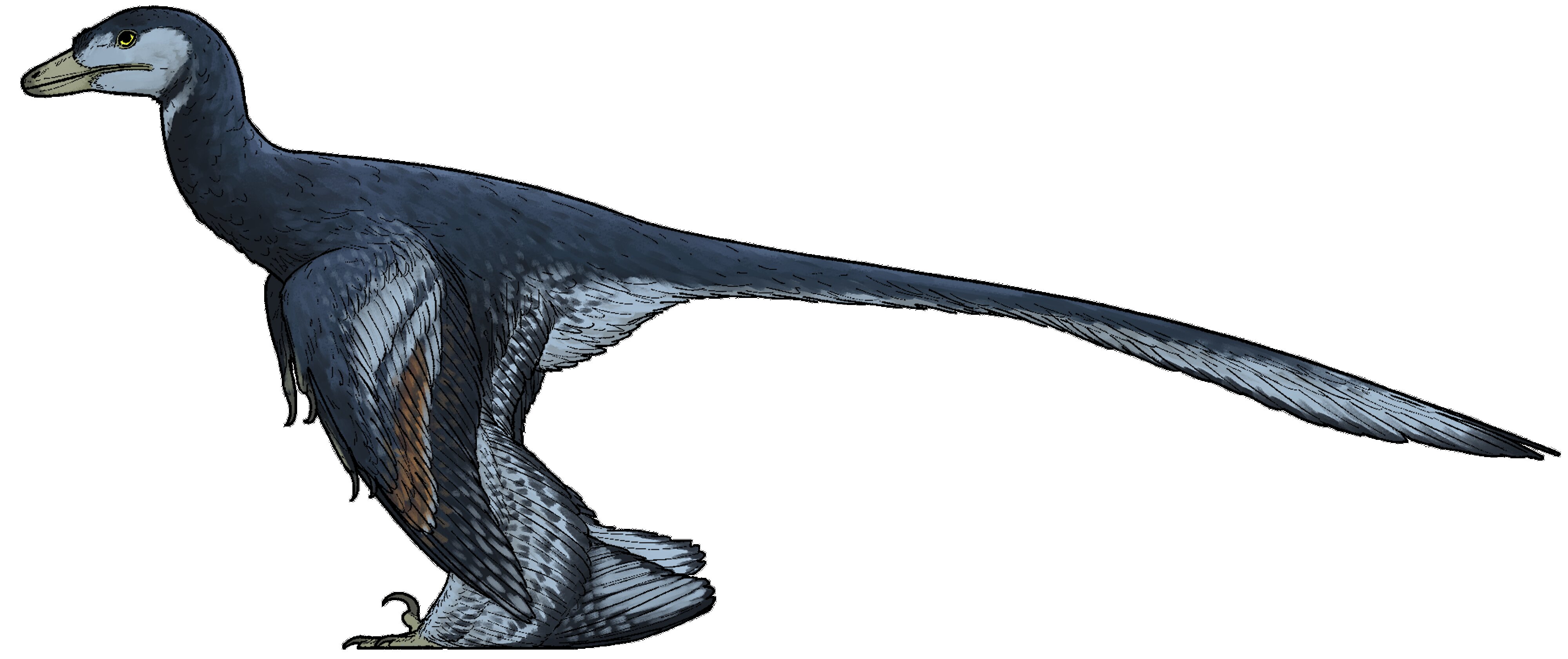 Life restoration of Jian changmaensis, a four-winged microraptorine dinosaur showing dark iridescent plumage, long flight feathers on both arms and legs, and a long feathered tail. The dinosaur was about the size of a barn owl. Credit: Ddinodan, CC BY-SA 4.0, via Wikimedia Commons.