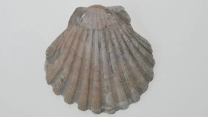 A weathered scallop shell found in a grave at the medieval cemetery of Västerhus, Sweden, resting on a surface with a ruler nearby.