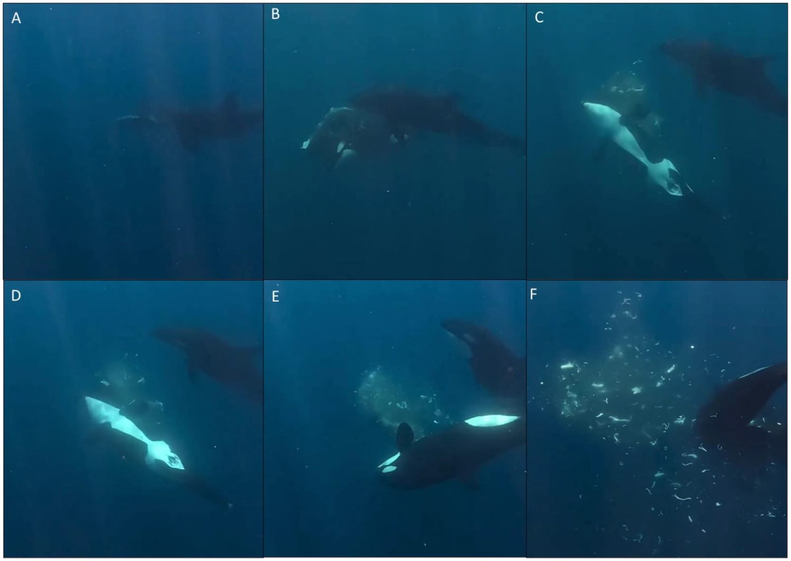Six-panel sequence of darker underwater video stills showing a second orca ramming a sunfish in the Gulf of California in September 2025: a female orca stabilizes the sunfish, a second orca rams it, and the fish breaks into fragments with white tissue drifting through the water. Video stills: H. Franz, reproduced from Ayres et al., Frontiers in Ethology (2026), CC BY 4.0.