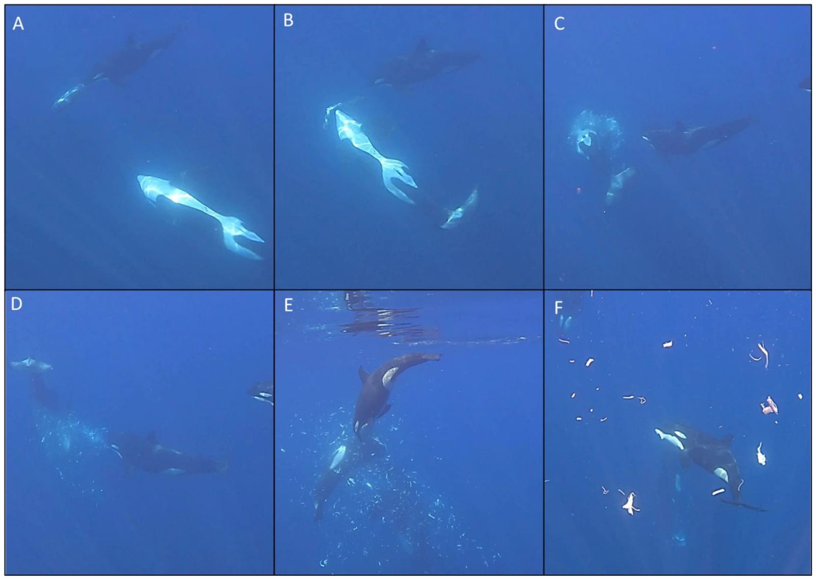 Six-panel sequence of underwater video stills showing orcas ramming a sunfish: a female orca holds the tail of a large round sunfish in her mouth, a male orca accelerates toward it and collides headfirst, and the fish fragments into white pieces drifting through bright blue water. Video stills: K. Ayres, reproduced from Ayres et al., Frontiers in Ethology (2026), CC BY 4.0.