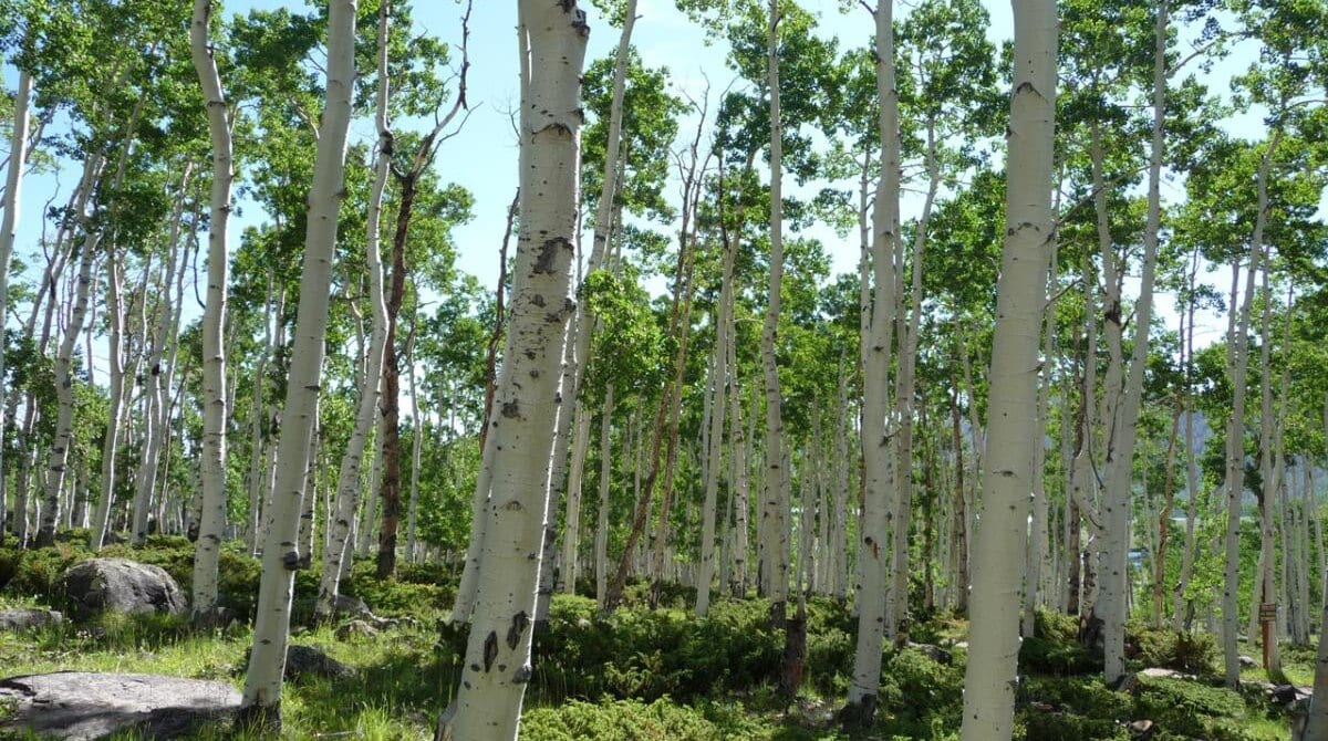 A summer view of the Pando aspen grove on Fishlake National Forest