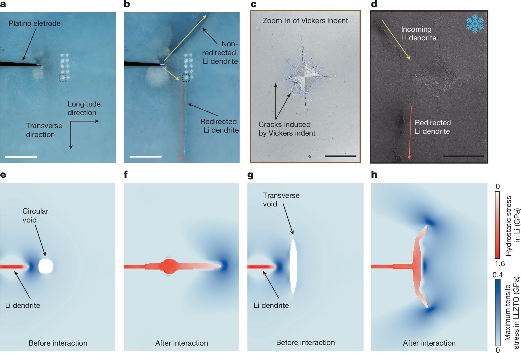 Scientific figure demonstrating dendrite redirection: optical and electron microscope images show a lithium dendrite deflected by a Vickers indent pressed into the ceramic, with simulation panels showing stress fields around circular and transverse engineered voids that steer the dendrite away from the straight path across the cell. Credit: Zhang et al., Nature (2026), CC BY 4.0.