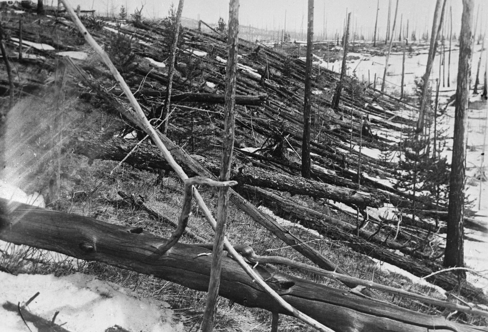 Black-and-white photograph from the 1929 Kulik expedition: a hillside covered in hundreds of large coniferous trees knocked down and flattened in a uniform direction, stripped of branches, with patches of snow visible between the fallen trunks. Photo: Leonid Kulik expedition, public domain.