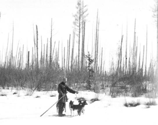 Black-and-white photograph from the Kulik expedition: an expedition member stands in a snowy field with dogs, facing a forest of dead, upright trees completely stripped of branches and bark, resembling telegraph poles. Photo: Leonid Kulik expedition, public domain.