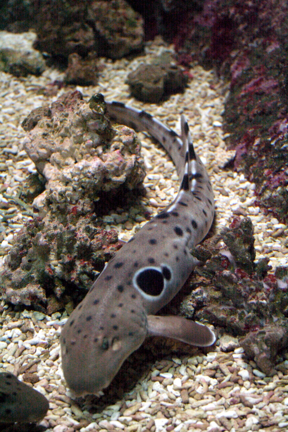 An epaulette shark photographed at an aquarium, showing the distinctive large black spot behind the pectoral fin that gives these sharks their name. Photo: Strobilomyces / CC BY-SA 3.0, via Wikimedia Commons.